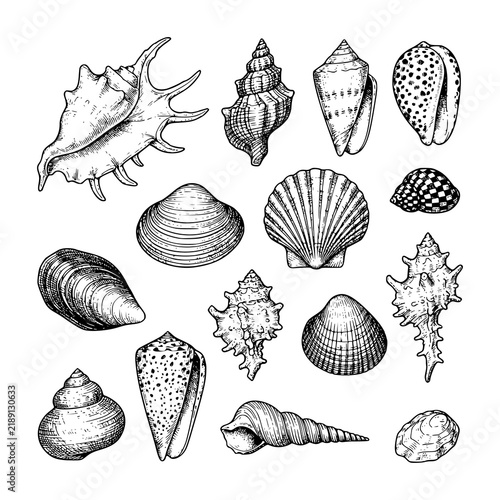 Bild auf Leinwand Hand-drawn collection of various sea shells and marine mollusks isolated on a wh
