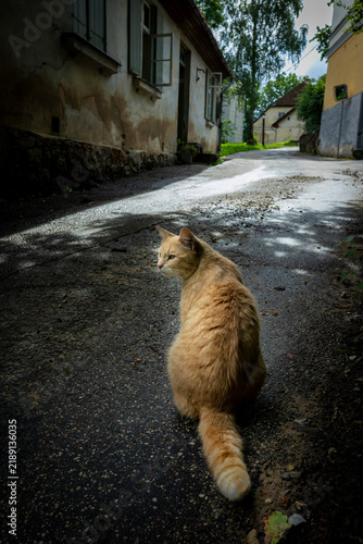 Ginger Cat in Quiet Historic Kuldiga Alley