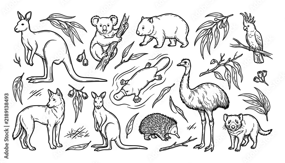 Fototapeta premium Australian wildlife illustration depicts kangaroos koalas dingoes and other native animals in a sketch style