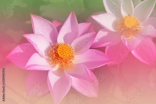 Beautiful pink lotus flowers blooming with soft dreamy focus for meditation and wellness concept.