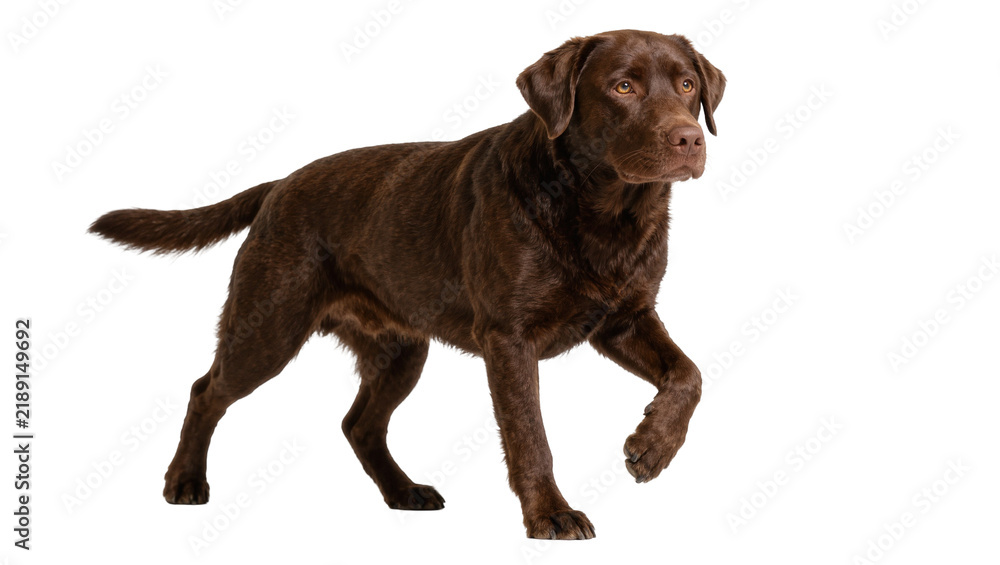 Obraz premium Chocolate Labrador Retriever dog walking, isolated on transparent background