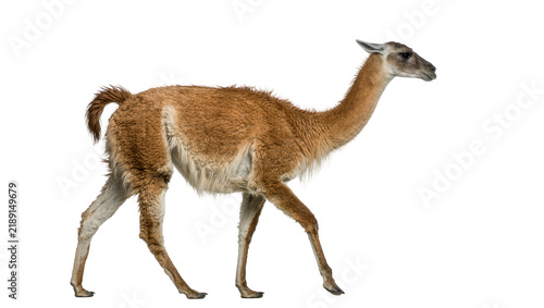 Принти на полотні Brown guanaco walking, isolated on transparent background