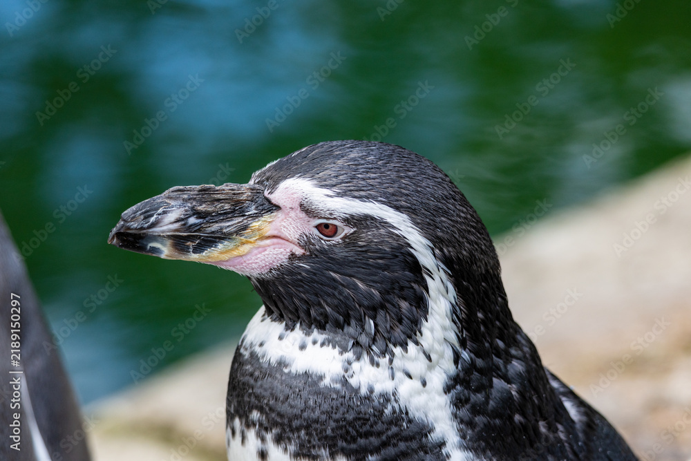 Obraz premium Detailed headshot of a juvenile penguin with black white plumage
