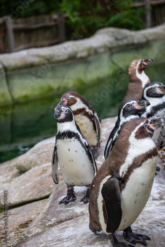 Bild auf Leinwand A group of penguins gathering together in their enclosure