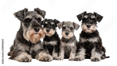 Canvastavla Four Miniature Schnauzer dogs two adults and two puppies sitting together, isola