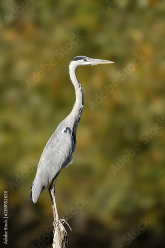 Grey heron (Ardea cinerea) standing on a branch, wildlife, Germany
