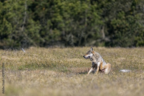 Comparable to the first encounter and only with the difference that this time the wolf pheasant (Canis lupus) crosses the whole clearing, I can observe it again in the late morning, rearing its young, Denmark