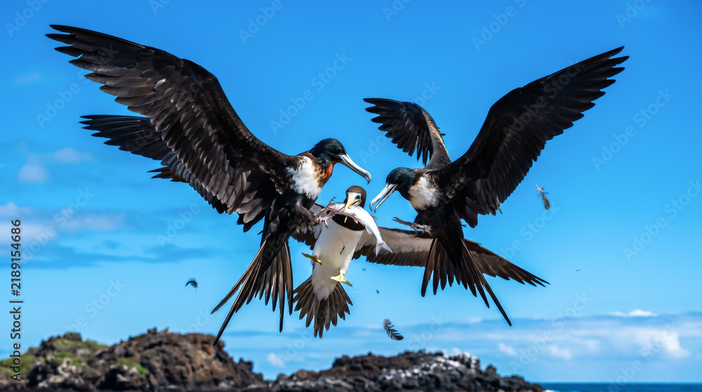 Obraz premium Two Male Frigatebirds Compete for Prey Mid-Air Over Rocky Shoreline