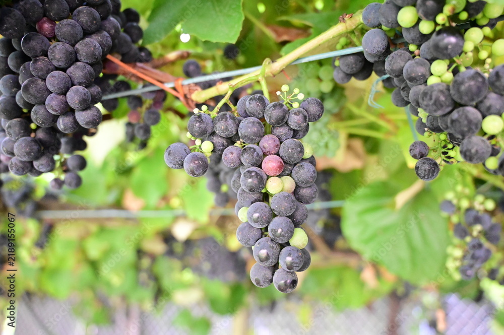 Obraz premium A close-up of ripe, dark grapes hanging from a grapevine