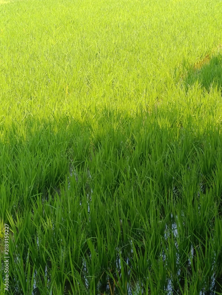 Fototapeta premium Lush green rice plants fill the field. A distinct shadow line divides the scene.