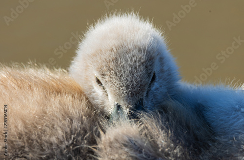 Plakat w ramie Tiny mute swan cygnet only a few weeks old resting among its soft gray down feathers on calm water, captured in warm natural light.
