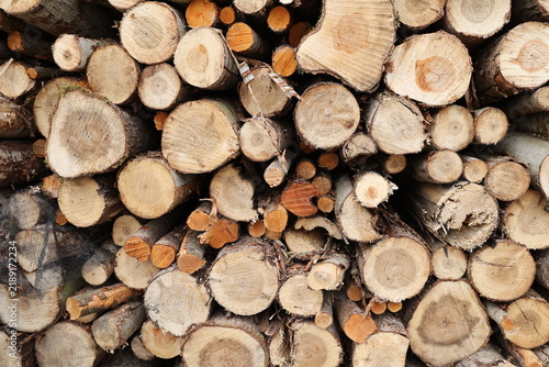 Konstfotografi Vue rapprochée de face d'un tas de bois constitué de branches et troncs circulaires coupés de couleur beige