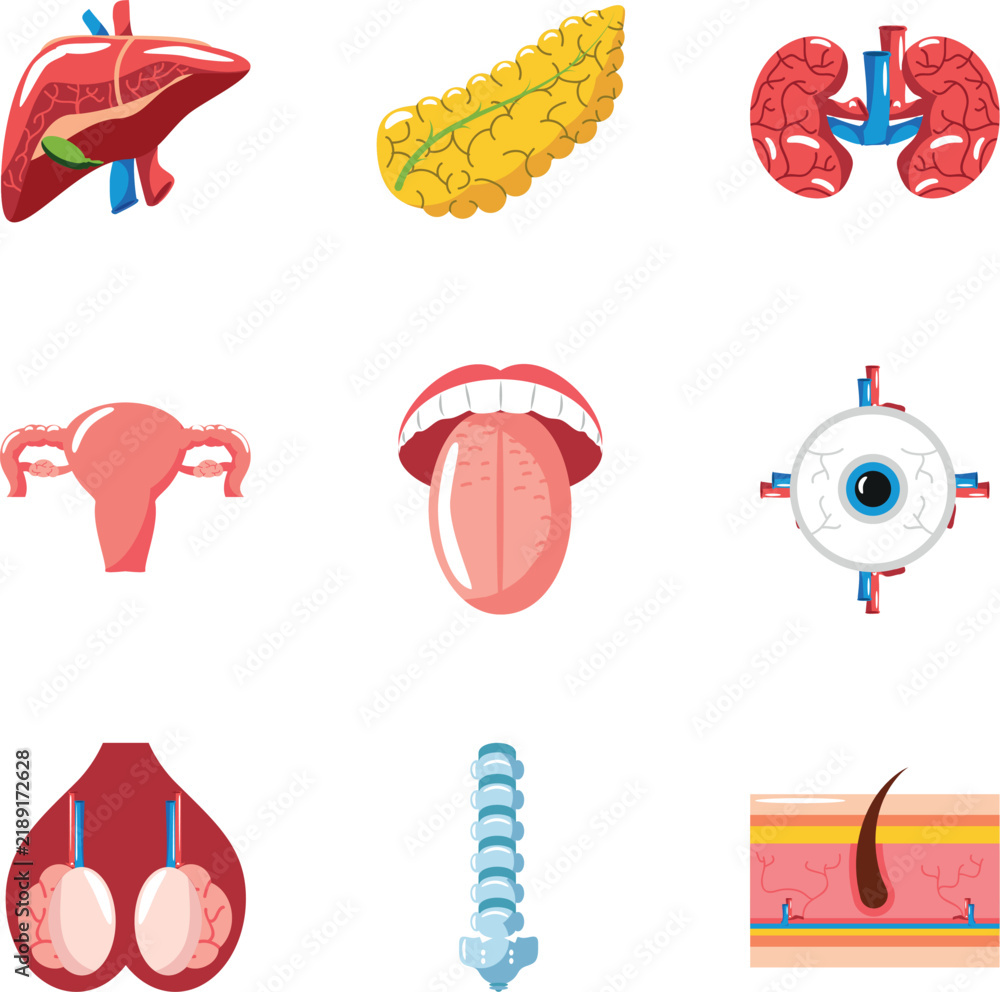 Fototapeta premium Human internal organs illustration set with liver pancreas brain kidneys and other anatomy