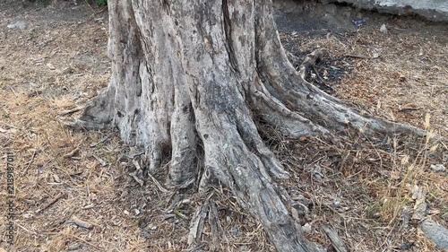 Close up of ancient tree roots on dry ground background