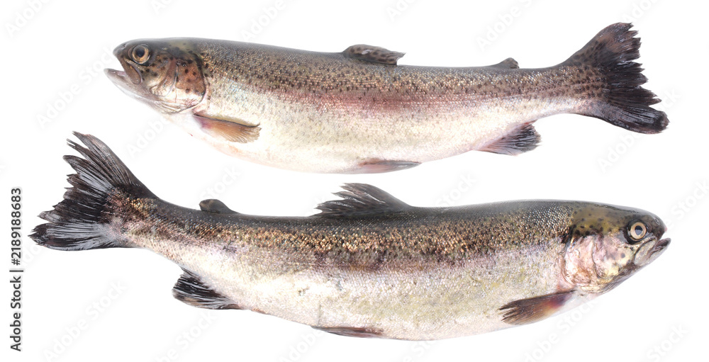 Obraz premium Fish trout isolated on white
