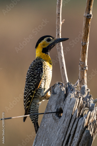 Beautiful view to campo flicker woodpecker bird in the Pantanal