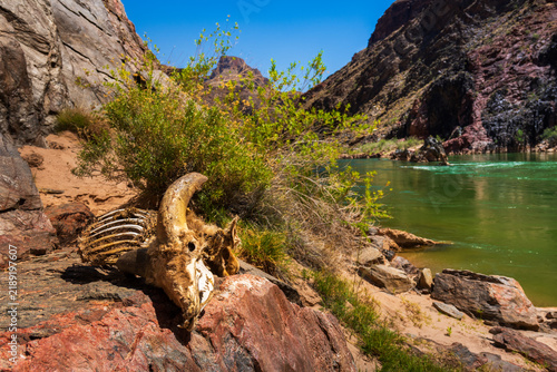 Bighorn sheep Ram carcass by the Colorado River