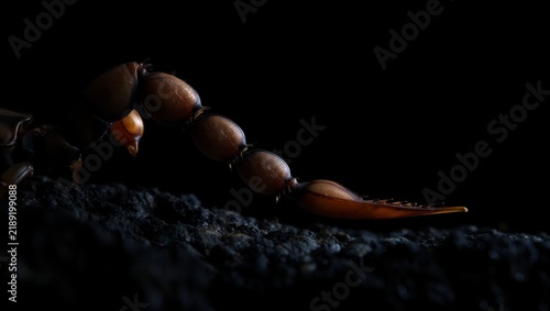 Plakat Scorpion Tail Close-up Macro Photography