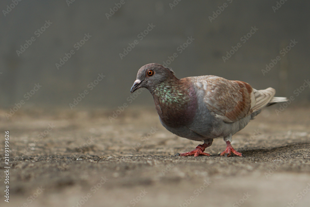 Obraz premium Resilient Urban Pigeon with Leg Band Standing on Concrete Ground