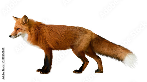 Konstfotografi Red fox with bushy tail standing alert, isolated on transparent background