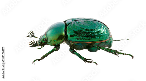 Fotografía Shiny metallic green scarab beetle with segmented legs, isolated on transparent