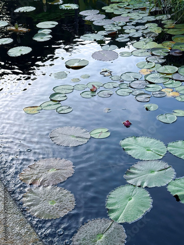 Fotografía Water lily pads floating on a pond with sky reflections