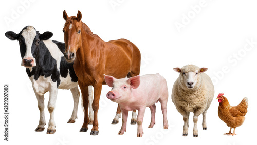 Farm animals including cow horse pig sheep and chicken, isolated on transparent background