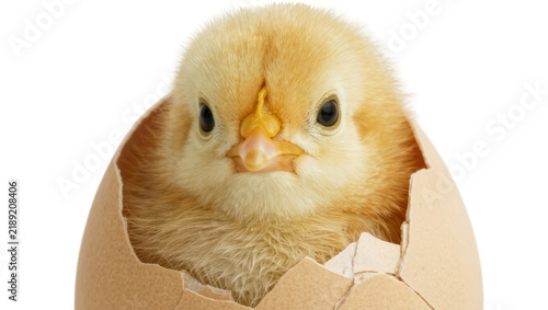 Fluffy yellow chick emerging from cracked brown eggshell, isolated on transparent background