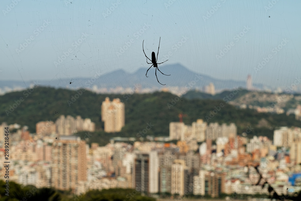 Fototapeta premium Spider on Web Overlooking Blurred Taipei City and Yangmingshan (2014)