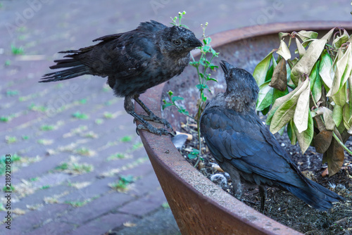 Foto Two jackdaw birds interacting by large outdoor planter two black jackdaws side b