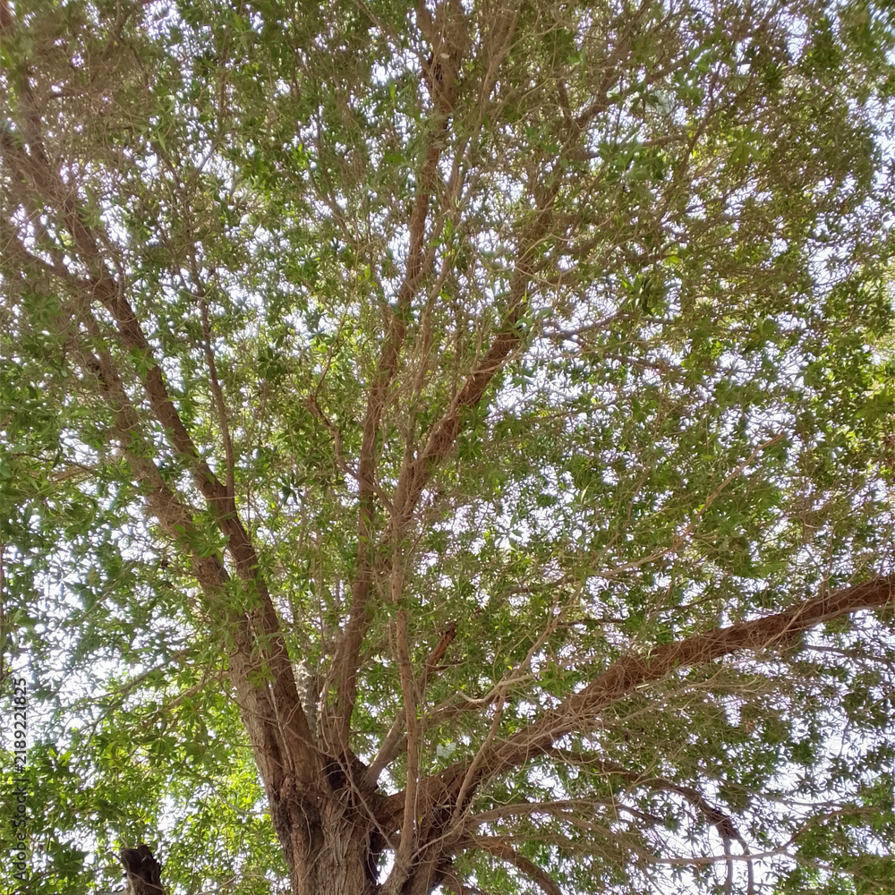 Obraz premium Large Green Tree with Dense Foliage and Natural Branches