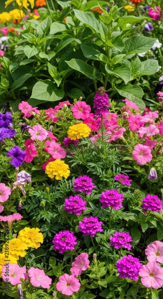 Fototapeta premium Vibrant flower bed overflowing with blooming petals of pink, purple, and yellow, surrounded by lush green leaves in a sunlit summer garden, blooming, petals, landscape