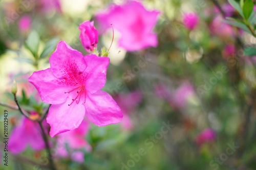 Konstfotografi Azaleas are one of the most popular flowering houseplants, known for their beauty and elegance