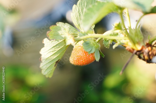 Konstfotografi Strawberries waiting to ripen to be picked and consumed by strawberry plantations