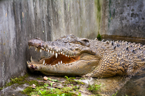 Crocodile resting with open mouth showing sharp teeth close up.