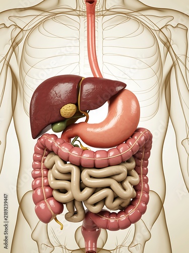Human Anatomy Digestive Tract Stomach Liver Intestines Medical Model Illustration