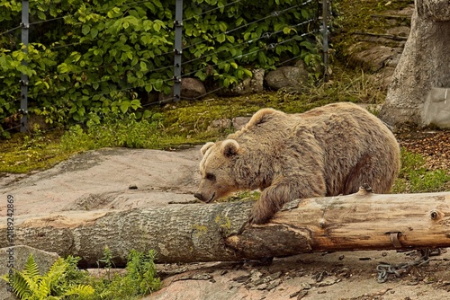 Eurasian brown bear (Ursus arctos arctos), the largest apex predator in Northern Europe, Korkeasaari Zoo, Helsinki, Finland, Europe.