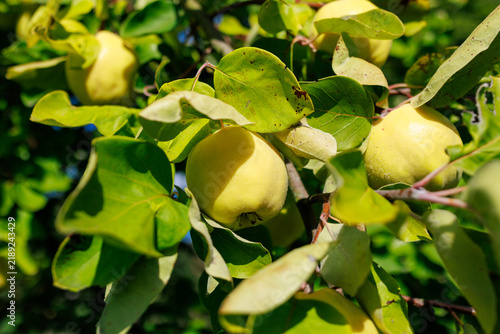 Yellow Quince Fruits Ripening on a Tree in Sunny Orchard