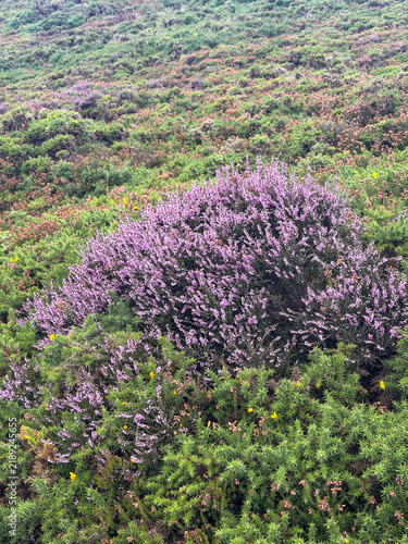 фотографія Purple heather blooms among dense green gorse and low coastal vegetation on the rugged heathland of Howth in County Dublin, Ireland