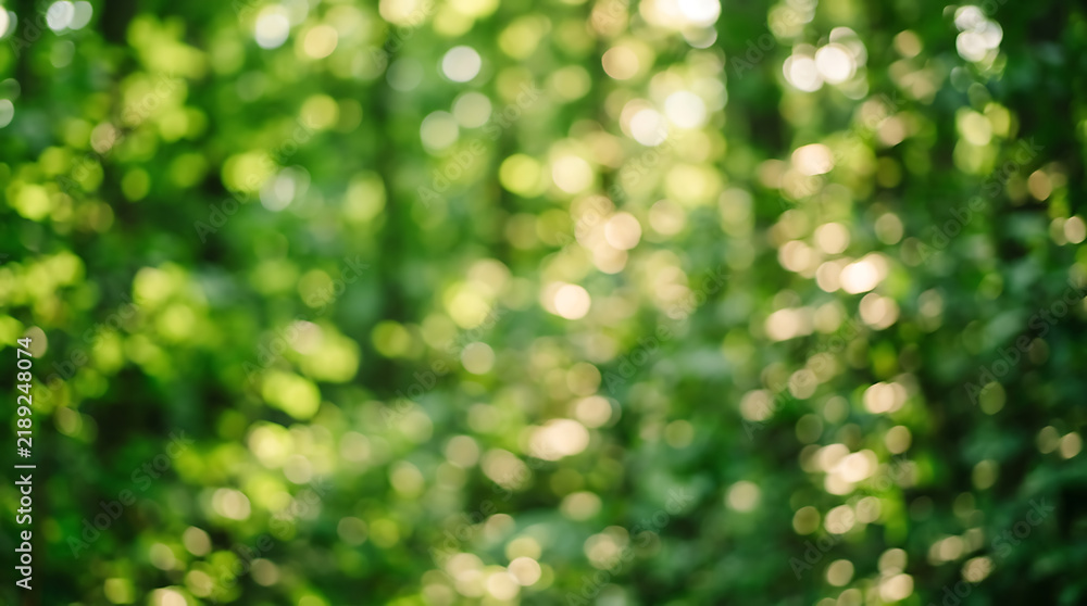 Fototapeta premium Abstract blurred green foliage background with sunlight filtering through trees