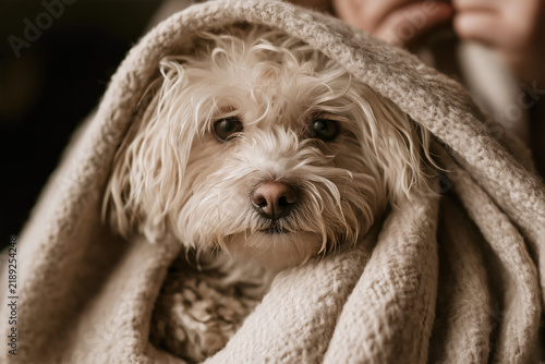 Small wet dog wrapped in a towel after bathing. Close-up of a white fluffy dog being dried and kept warm after a bath during pet grooming at home