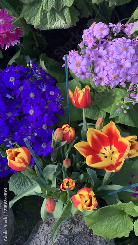 Bild auf Leinwand Colorful flame tulips and purple cineraria flowers in bloom