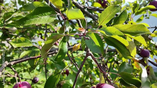 pick an apple from the tree