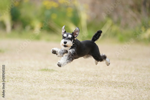 фотографія schnauzer