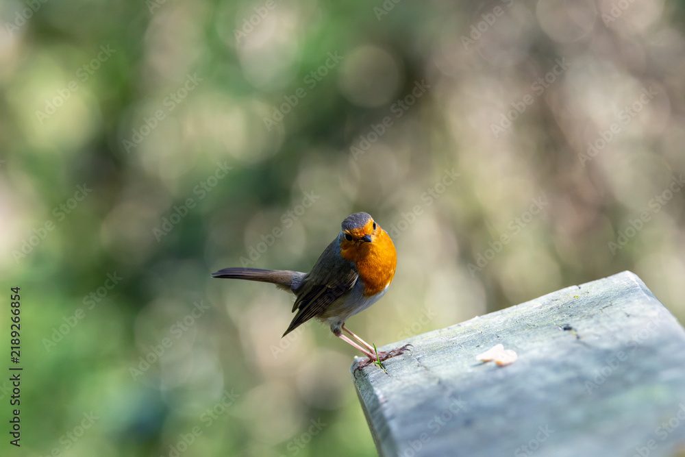 Obraz premium Adult European robin facing forward on a wooden post