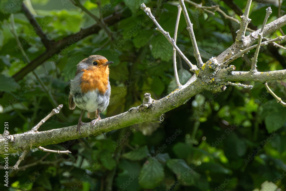 Fototapeta premium Adult European robin on a lichen-covered branch