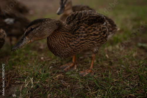 Fotografie close-up low-angle portrait of a brown mottled female duck foraging on damp gras