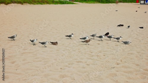 Beautiful view of gulls and pigeons gathering on sandy Miami Beach.