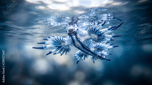 Stunning macro shot of a blue dragon sea slug floating on the surface of clear water with a perfect reflection