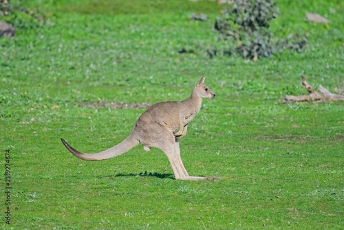 Fotografie Bouncing eastern grey kangaroo on open green field, Woodlands Historic Park, Vic